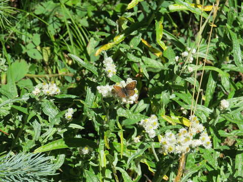 Imagem de Anaphalis margaritacea (L.) Benth.