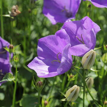 Image of tussock bellflower