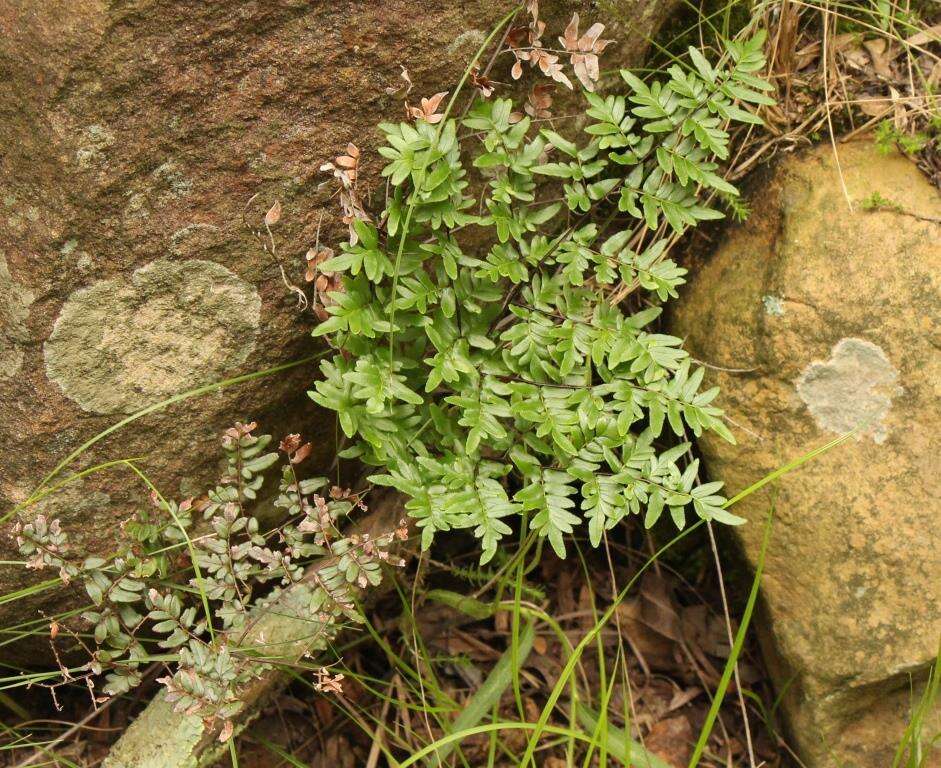 Imagem de Cheilanthes quadripinnata (Forsk.) Kuhn