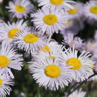 Слика од Erigeron formosissimus Greene