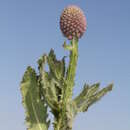 Image of East Indian Globe Thistle