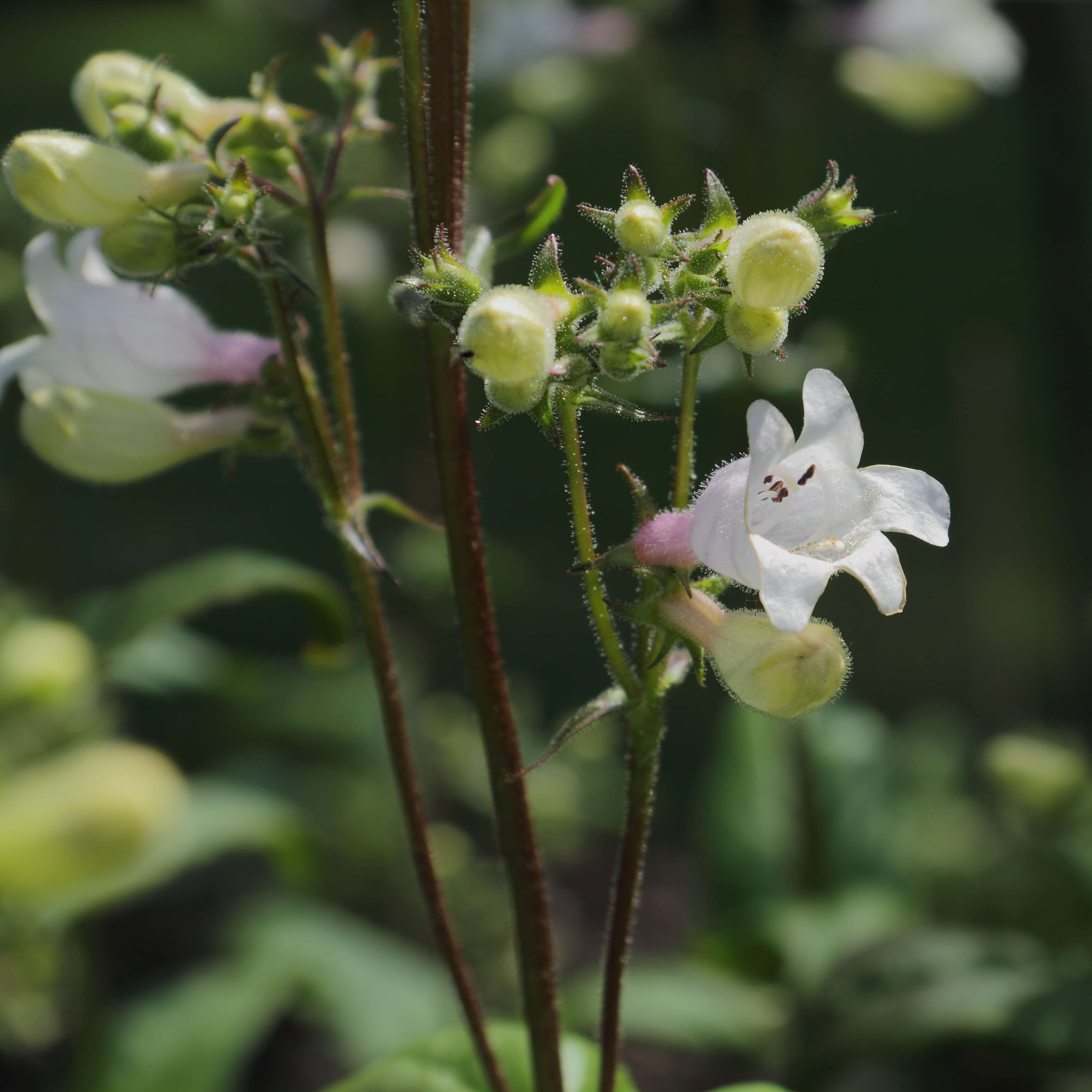 Image of Rocky Mountain penstemon