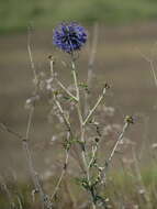 Image of southern globethistle