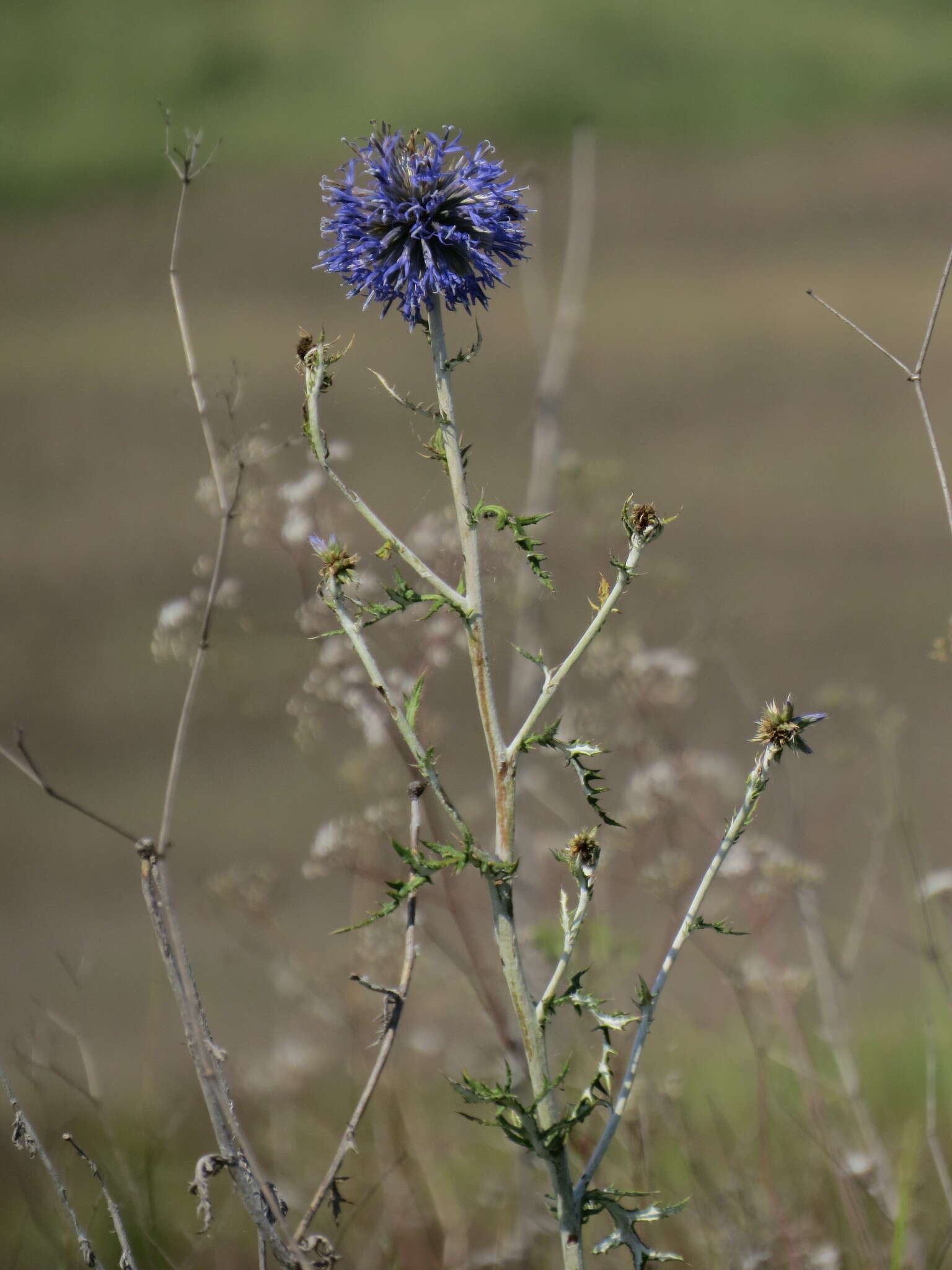 Image of southern globethistle