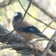 Image of Garrulus glandarius leucotis Hume 1874