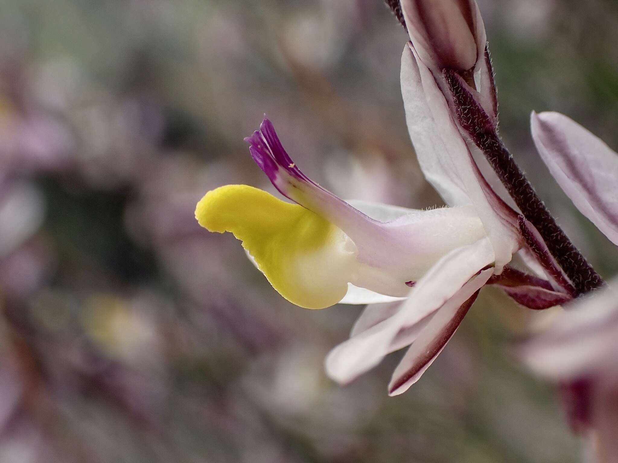 Слика од Rhinotropis desertorum (Brandegee) J. R. Abbott