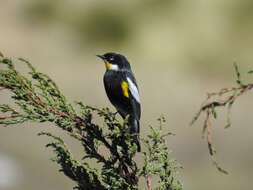 Image of Setophaga coronata goldmani