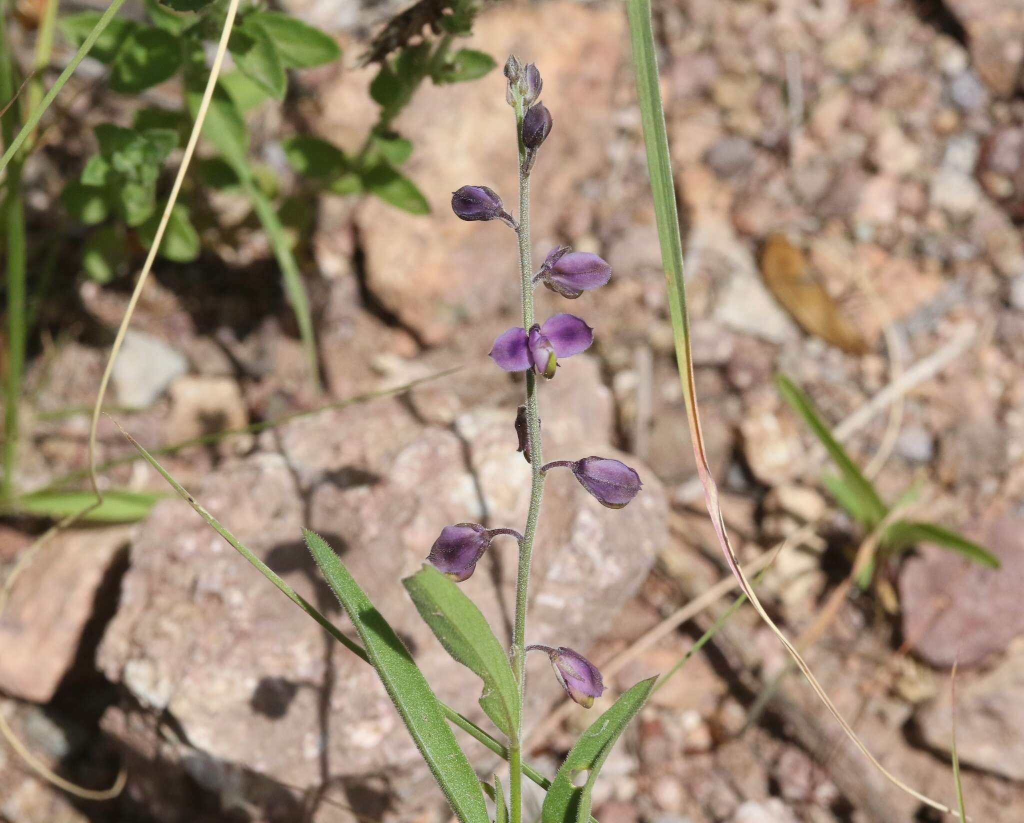 Image of velvetseed milkwort