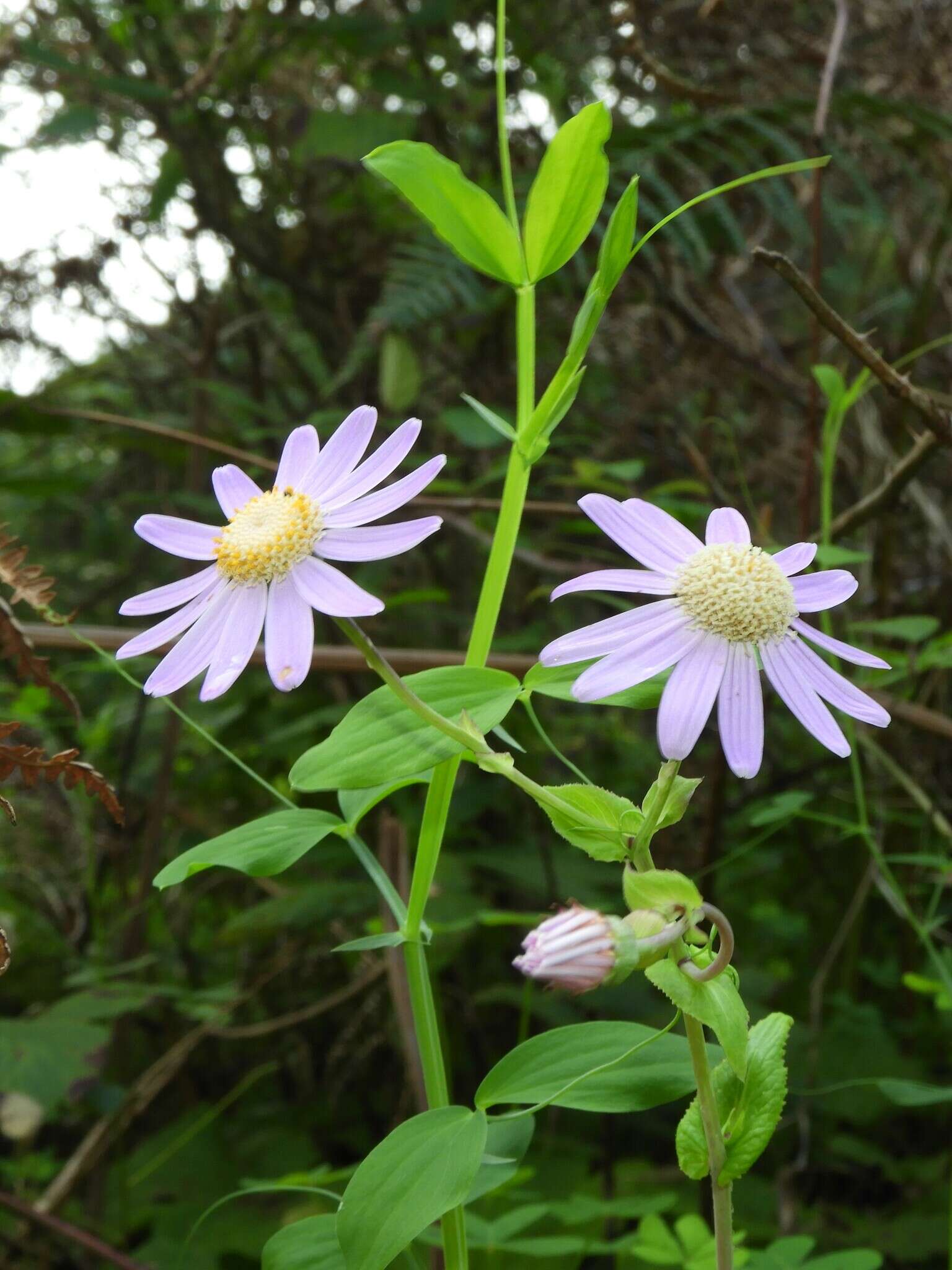 Imagem de Pericallis tussilaginis (L'Hér.) Webb & Berth.