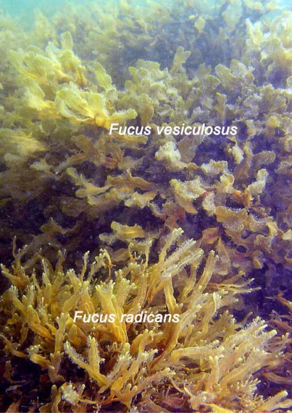 Image de fucus vésiculeux