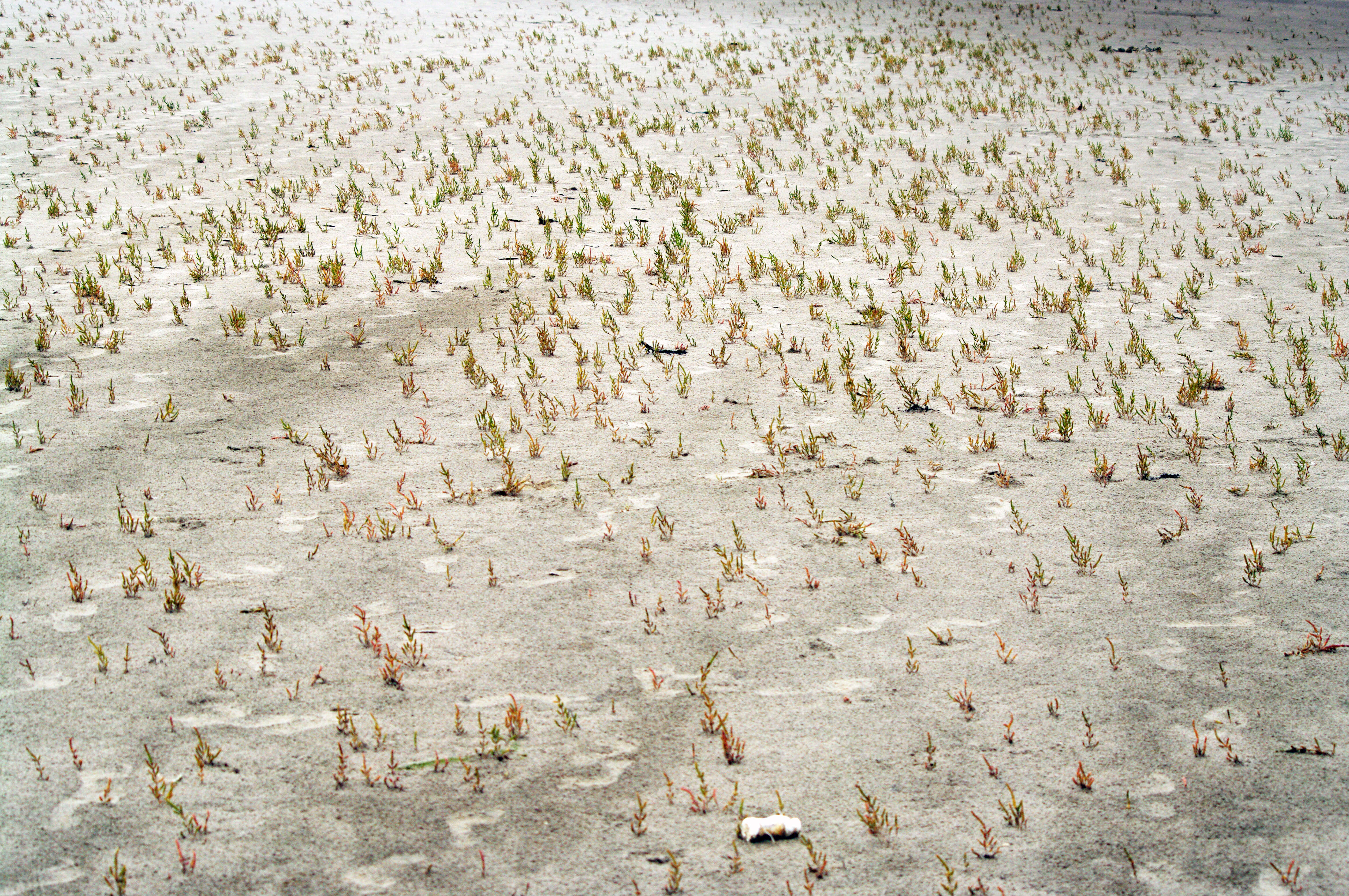 Image of glasswort