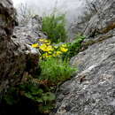 Ranunculus spicatus subsp. blepharicarpos (Boiss.) Grau的圖片