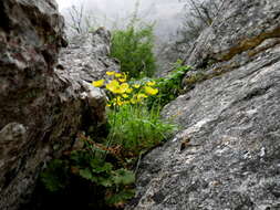 Image of Ranunculus spicatus subsp. blepharicarpos (Boiss.) Grau