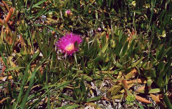 Image of Carpobrotus acinaciformis (L.) L. Bol.