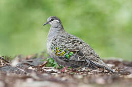 Image of Common Bronzewing