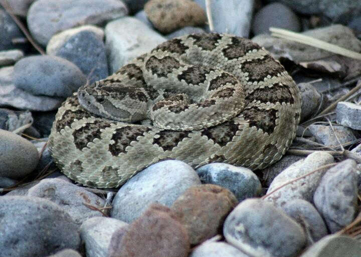 Image of Crotalus oreganus lutosus Klauber 1930