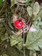 Image of Russula pseudopeckii Fatto 1998