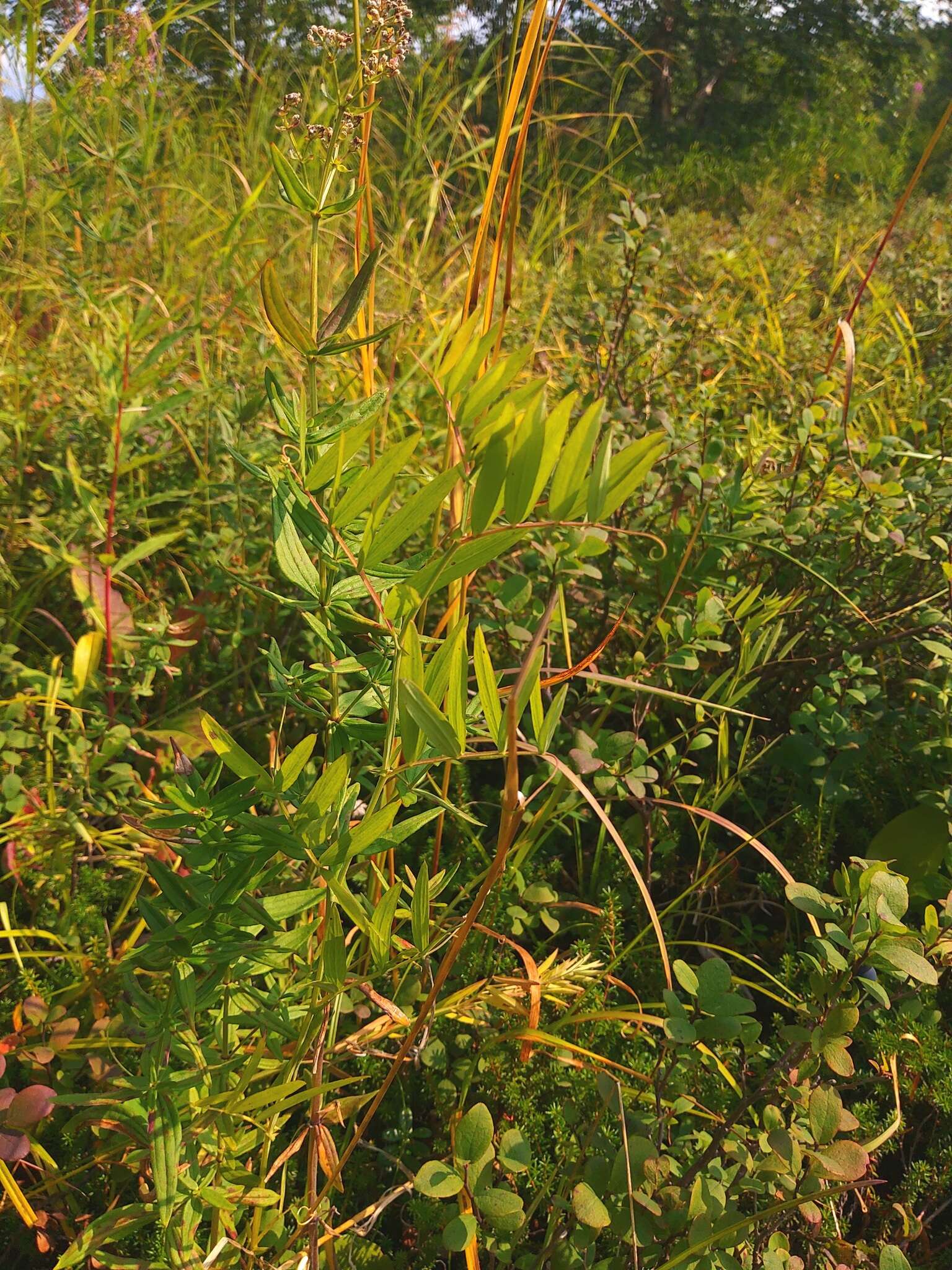 Слика од Lathyrus palustris subsp. pilosus (Cham.) Hulten