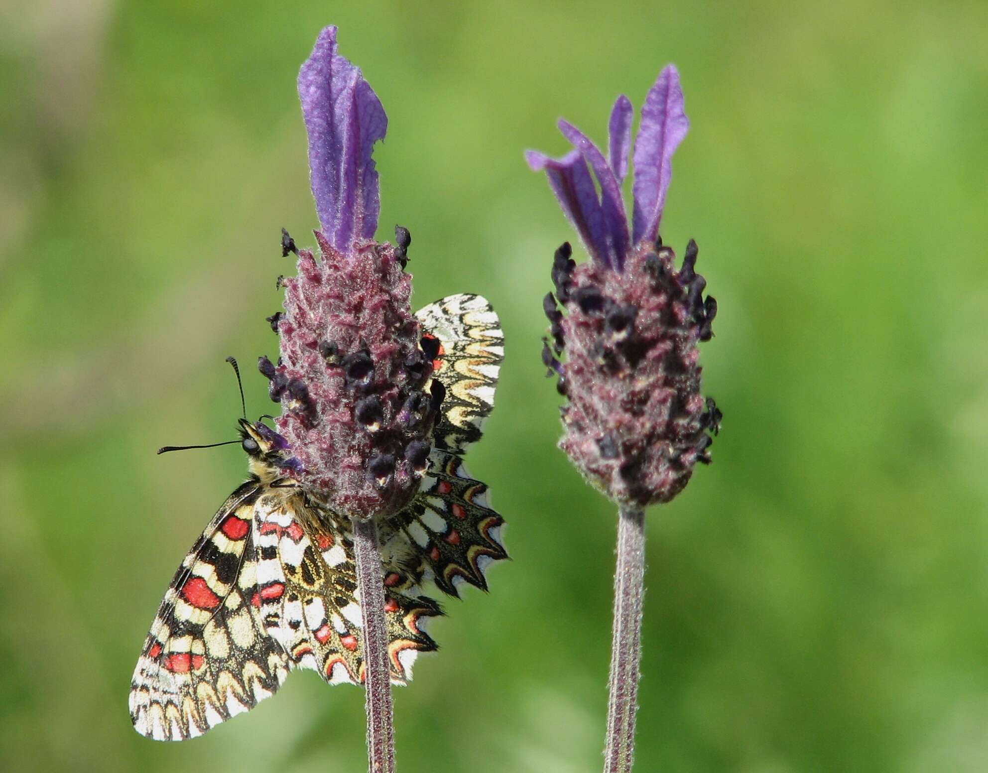 Image of Zerynthia rumina (Linnaeus 1758)