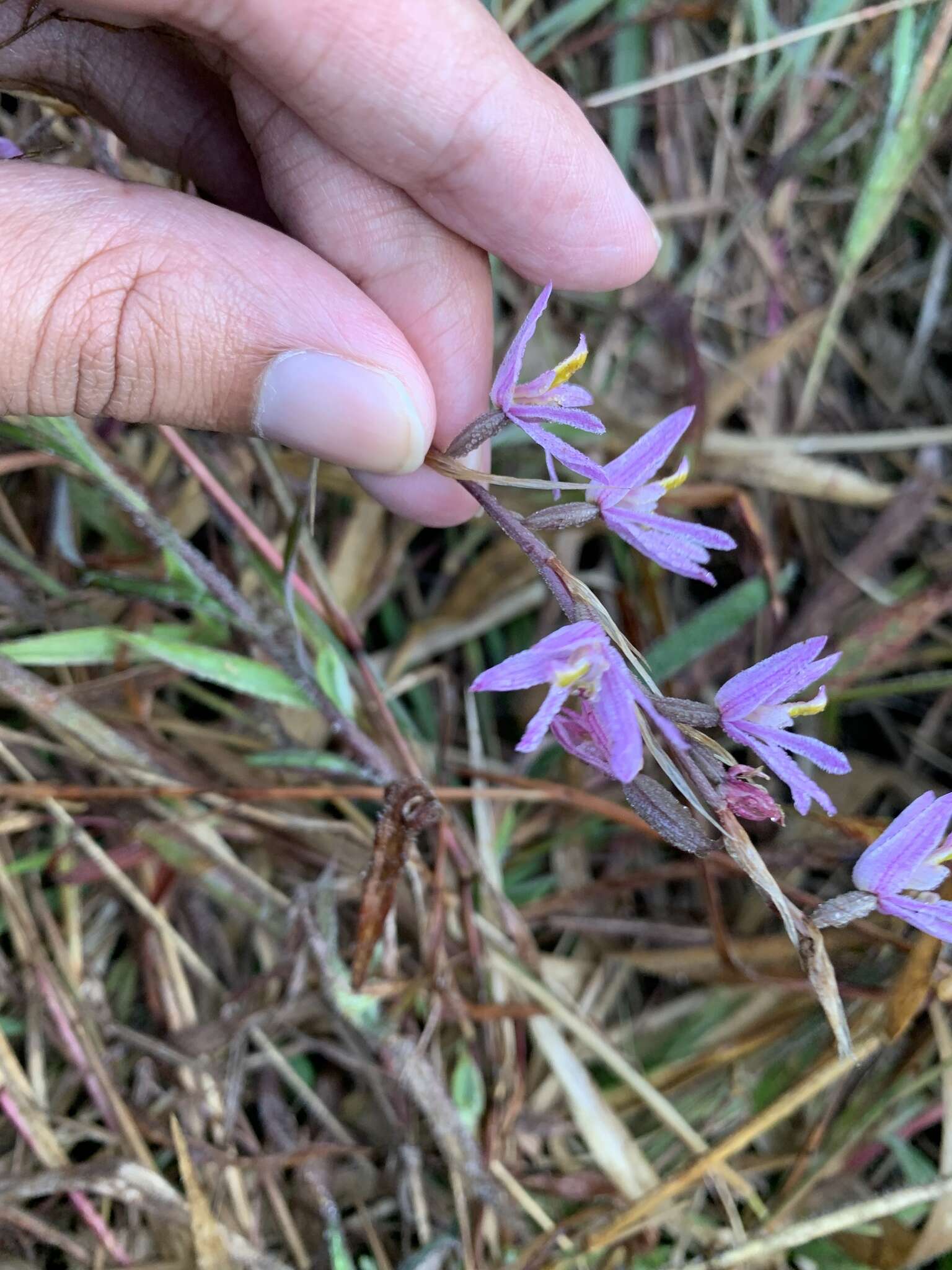 Image of Pink kunai orchid