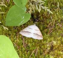 Sivun Petrophora subaequaria Walker 1860 kuva