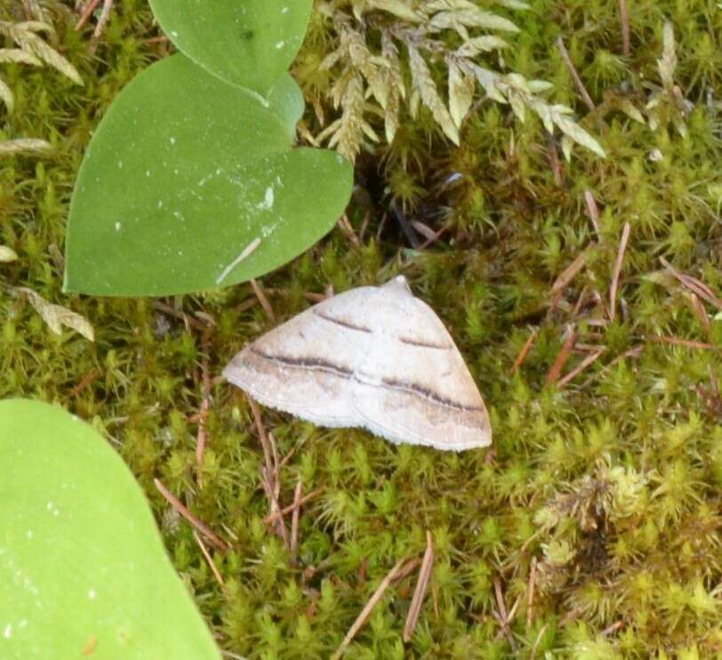 Sivun Petrophora subaequaria Walker 1860 kuva