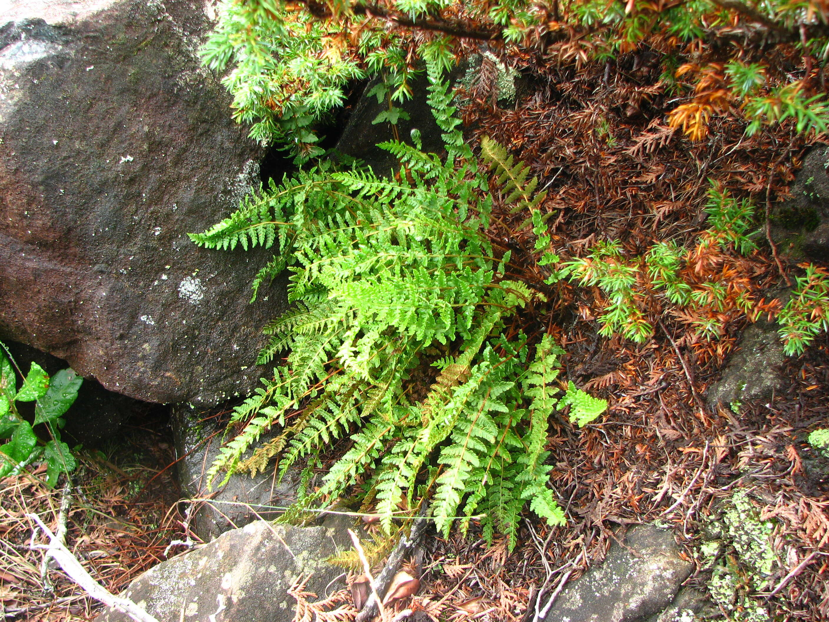 Image of rusty woodsia