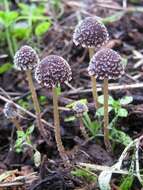 Image of Psathyrella vinosofulva P. D. Orton 1960