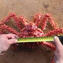 Image of Southern king crab