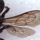 صورة Megachile apicalis Spinola 1808