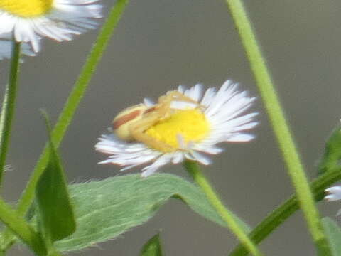 صورة Runcinia grammica (C. L. Koch 1837)