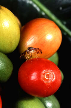 Image of Mediterranean fruit fly