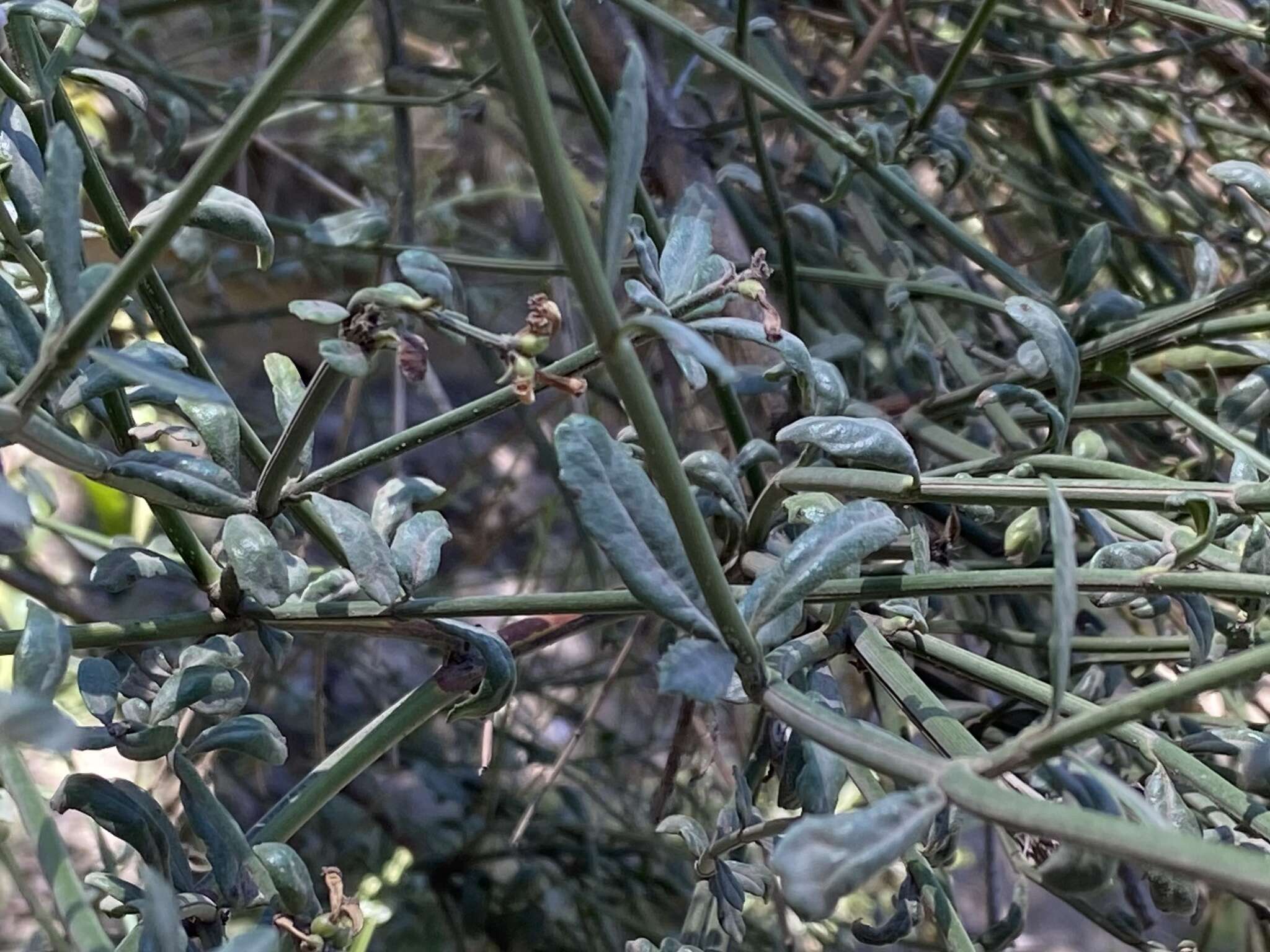 Imagem de Dipyrena juncea (Gillies & Hook.) Ravenna