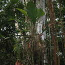 Plancia ëd Anthurium bonplandii G. S. Bunting