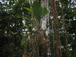 Image of Anthurium bonplandii G. S. Bunting