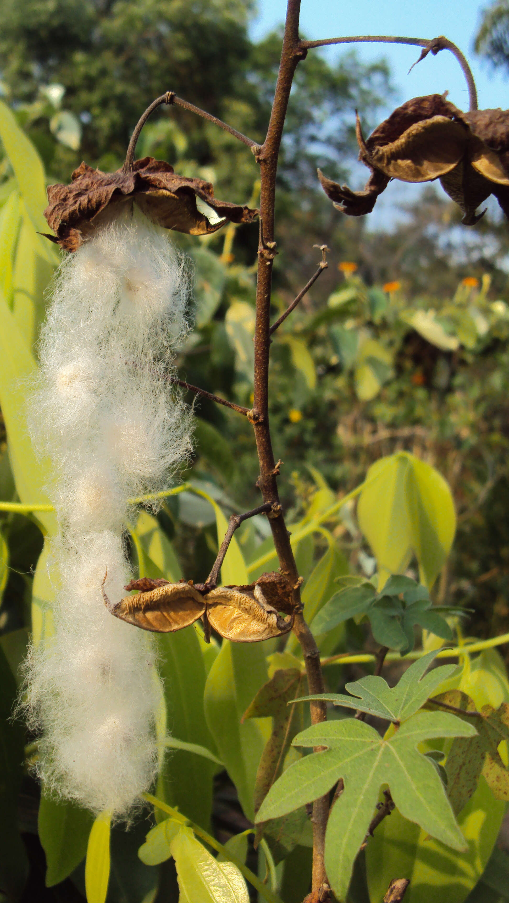 Imagem de Gossypium arboreum L.