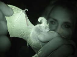 Image of Brown long-eared bat