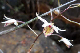 Image of Barkeria obovata (C. Presl) Christenson