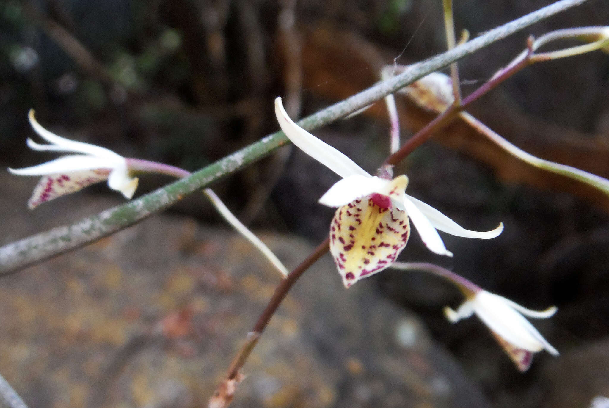 Image of Barkeria obovata (C. Presl) Christenson