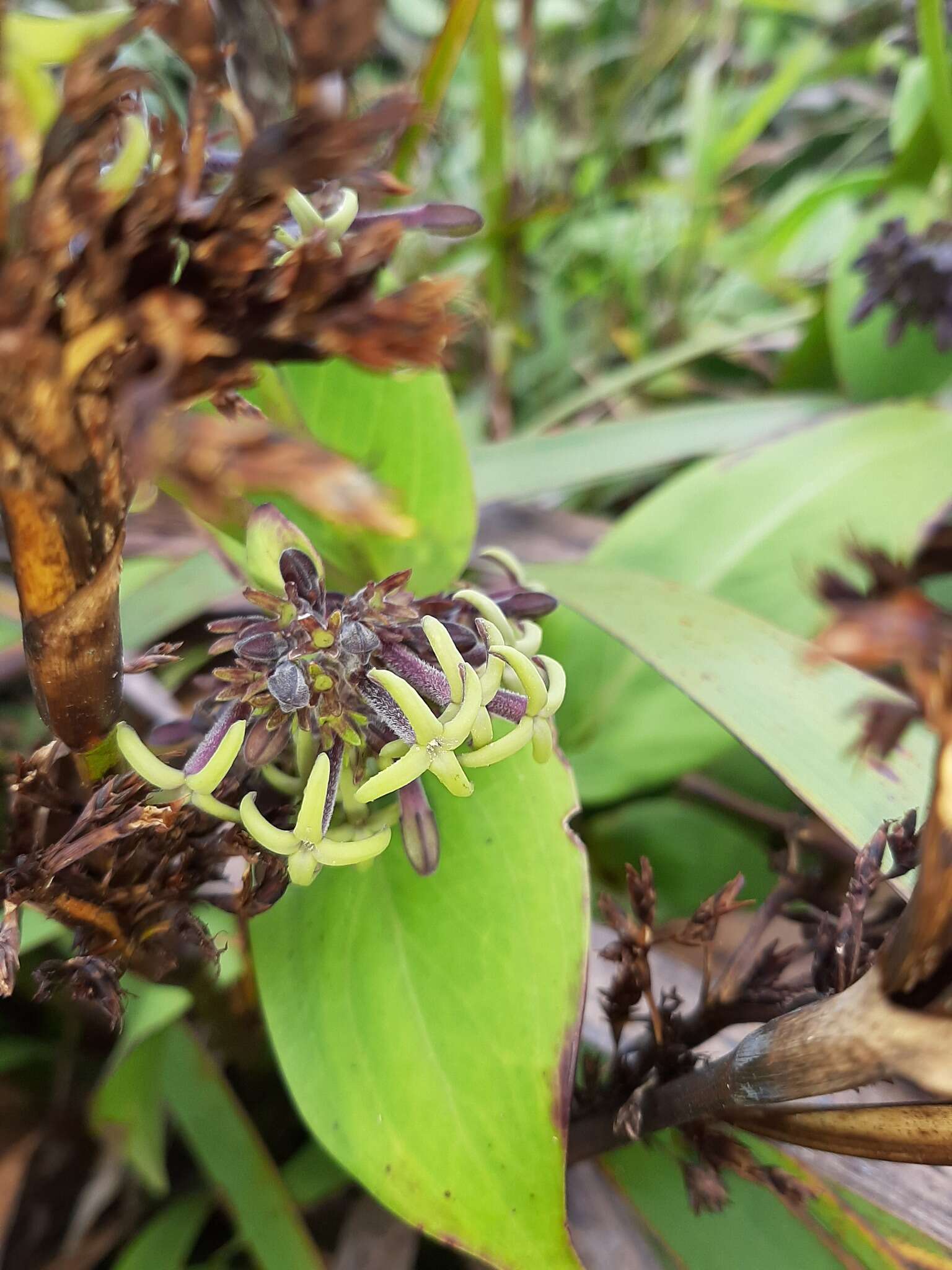 Image of Forest Island-Bluet