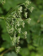 Selinum physospermifolium (Albov) Hand resmi