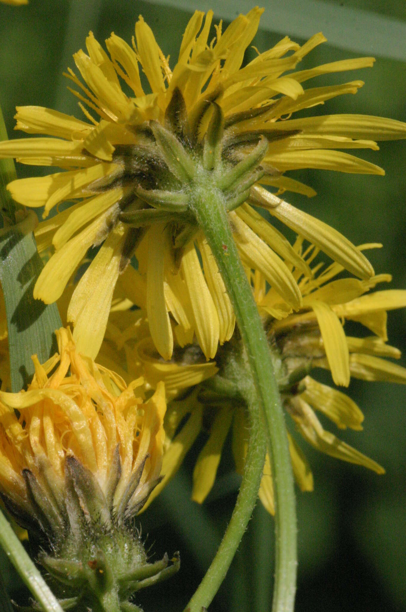 Image of rough hawksbeard