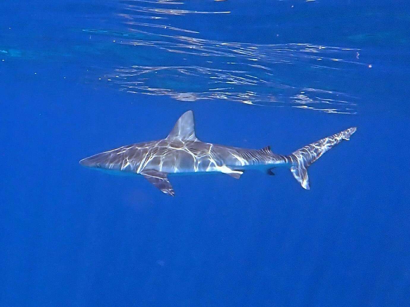 Image of Galapagos Shark