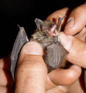 Image of whiskered bat, european whiskered bat