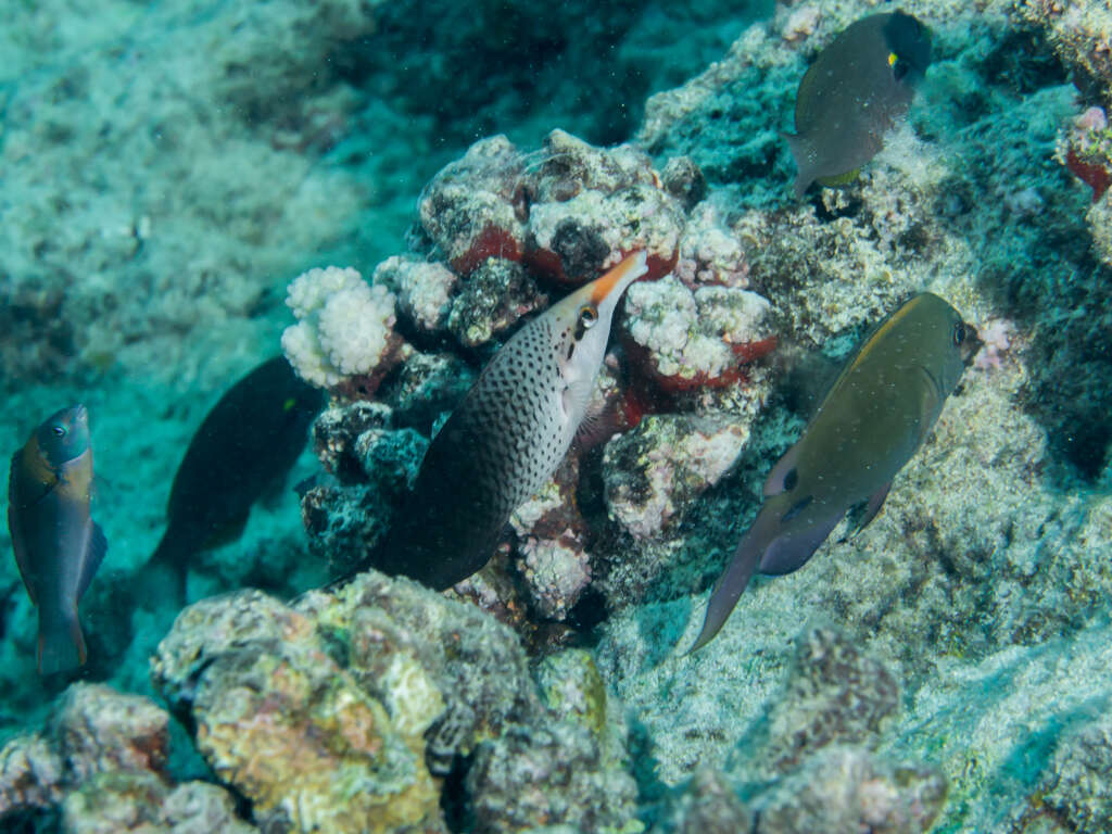 Image of Bird wrasse