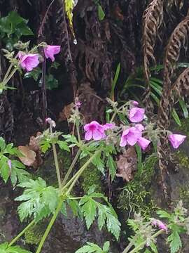 Image of Canary Island geranium