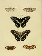 Image of Callithomia lenea Cramer 1782