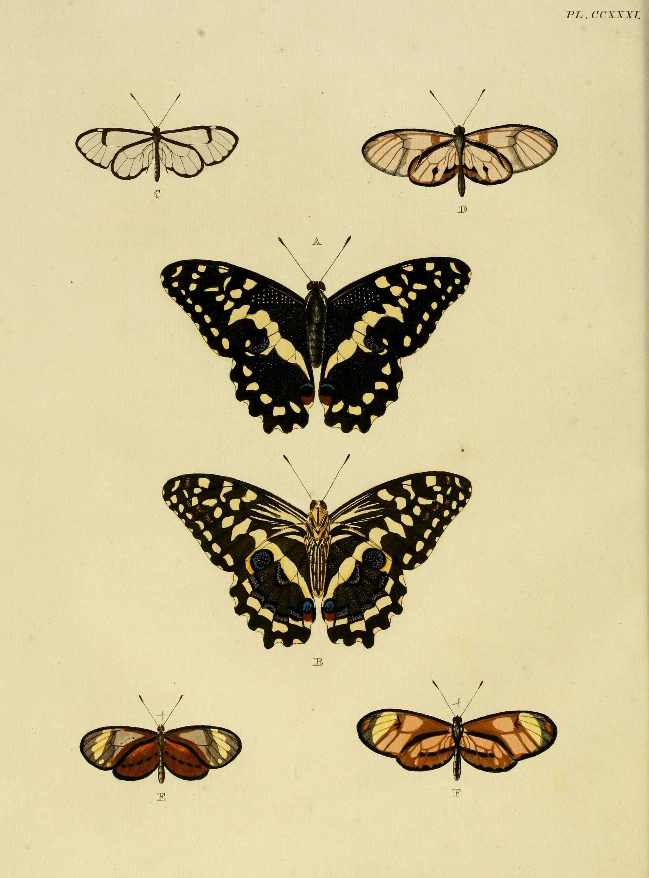 Image of Callithomia lenea Cramer 1782