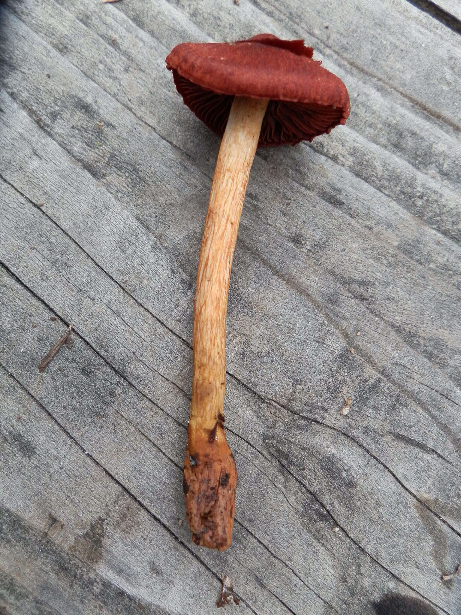 Image of Cortinarius smithii Ammirati, Niskanen & Liimat. 2013