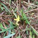 Image of Hypoxis aurea Lour.